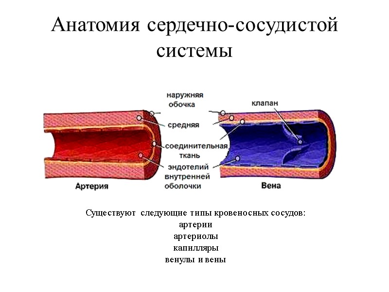 Анатомия сердечно-сосудистой системы  Существуют следующие типы кровеносных сосудов: артерии артериолы капилляры венулы и